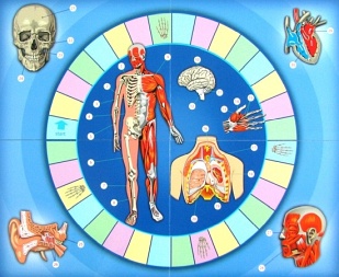 Quiz - Ciało człowieka big